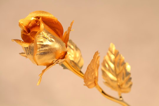 含苞黄金玫瑰